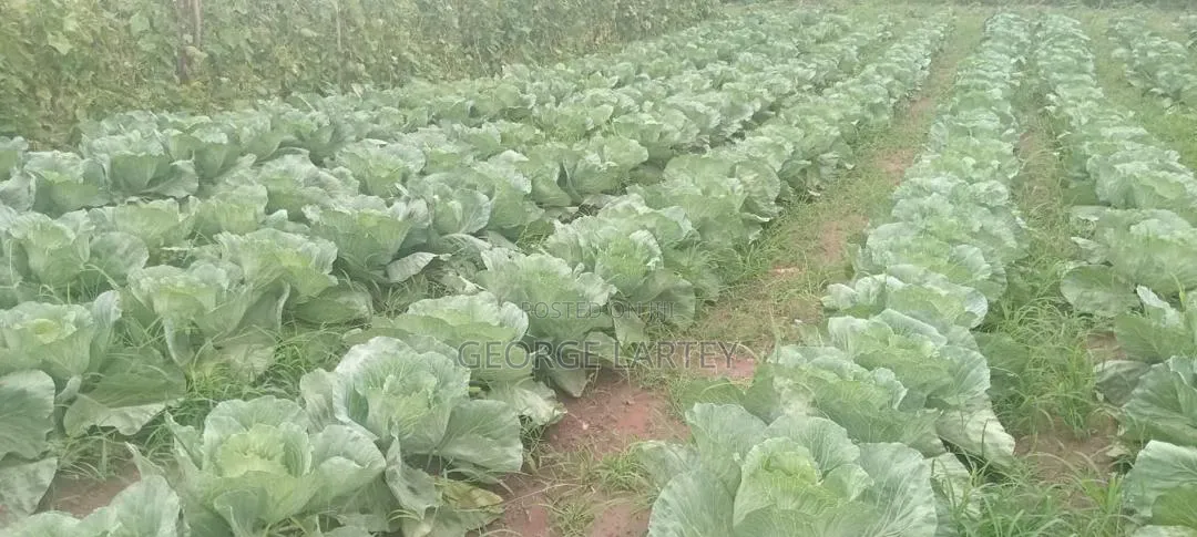Home Garden. Services