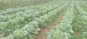 Home Garden. Services