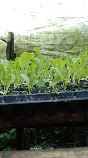 Home Garden. Services