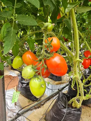 Home Garden. Services