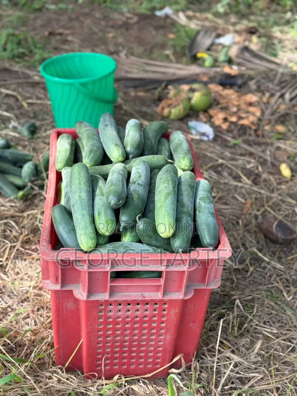 Home Garden. Services