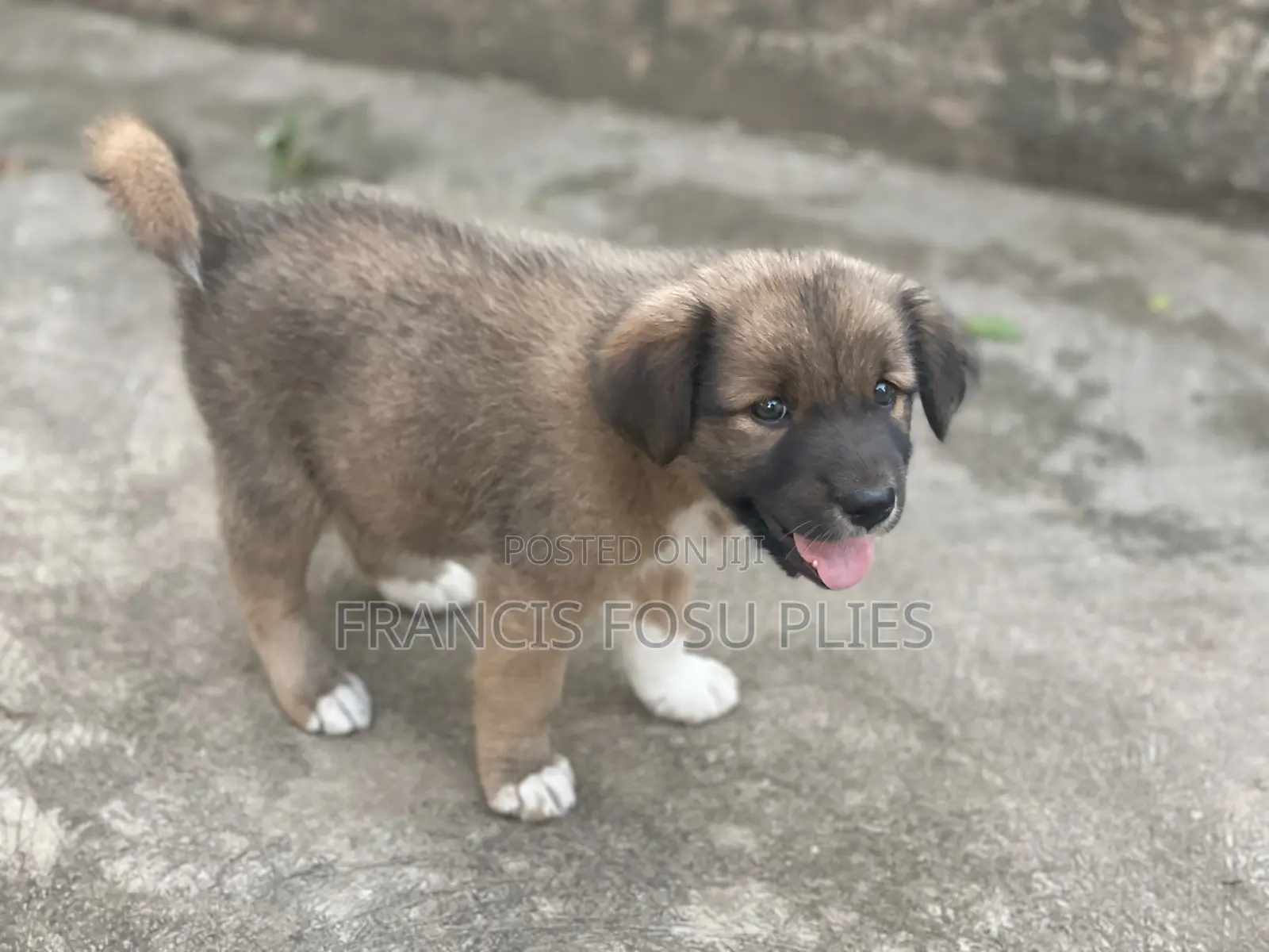 1-3 months Male Mixed Breed Dog