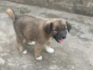 1-3 months Male Mixed Breed Dog