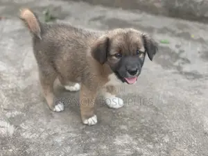 1-3 months Male Mixed Breed Dog