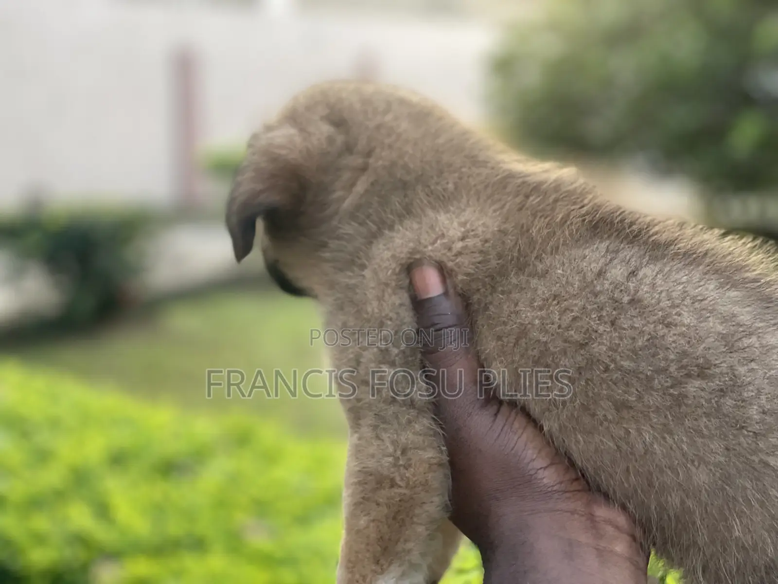 1-3 months Male Mixed Breed Dog