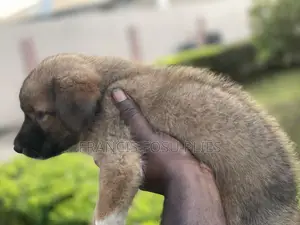 1-3 months Male Mixed Breed Dog