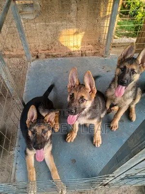 3-6 months Female Purebred German Shepherd