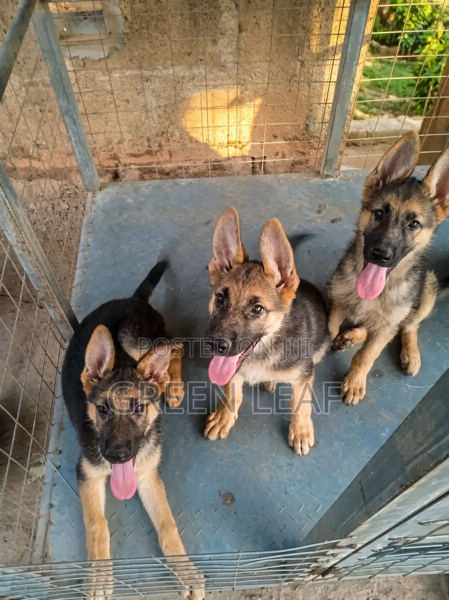 3-6 months Female Purebred German Shepherd