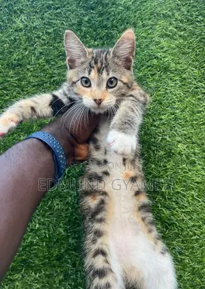 1-3 months Female Mixed Breed Turkish Van