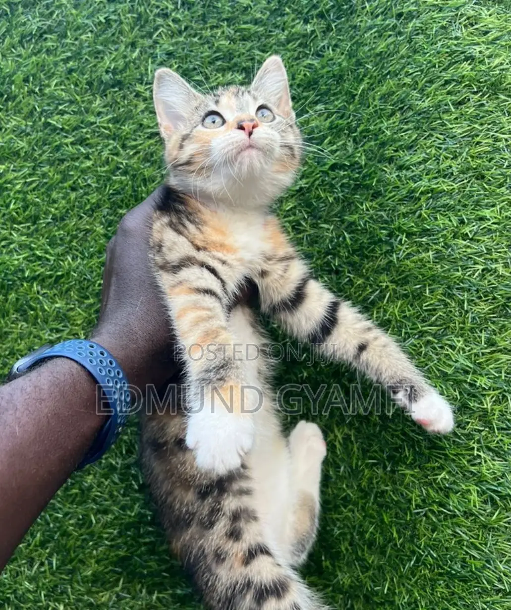 1-3 months Female Mixed Breed Turkish Van