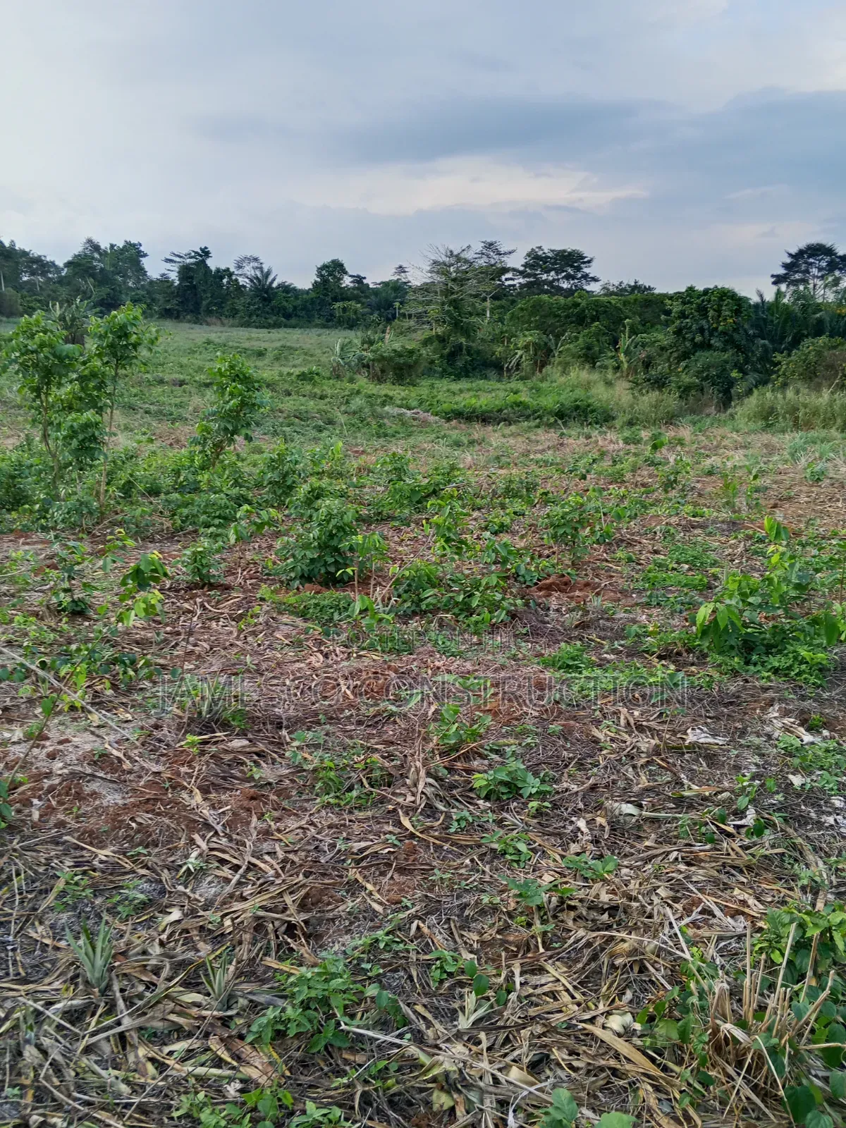 Farmland for Sale