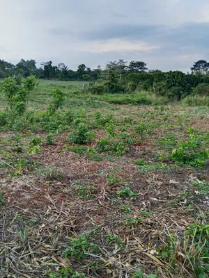Farmland for Sale
