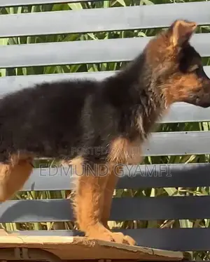 1-3 months Male Purebred German Shepherd