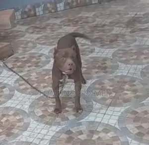 6-12 months Male Purebred American Pit Bull Terrier