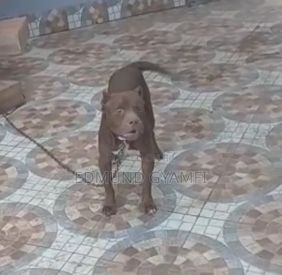 6-12 months Male Purebred American Pit Bull Terrier