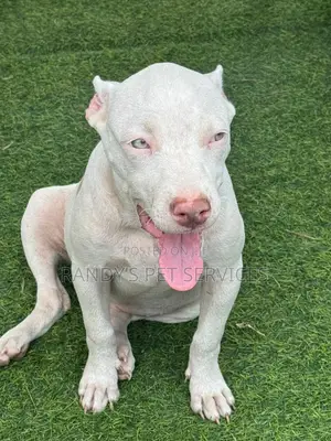 1-3 months Female Purebred American Bully