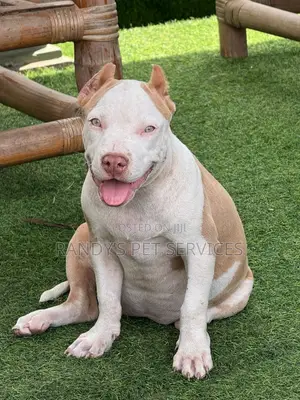 1-3 months Female Purebred American Bully