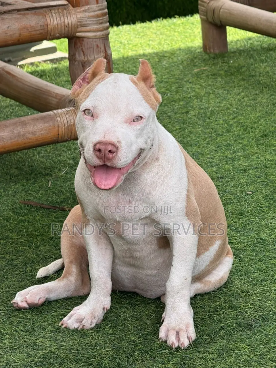 1-3 months Female Purebred American Bully