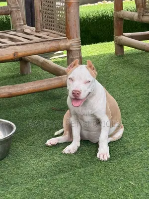 1-3 months Female Purebred American Bully
