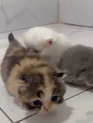 1-3 months Female Purebred Persian