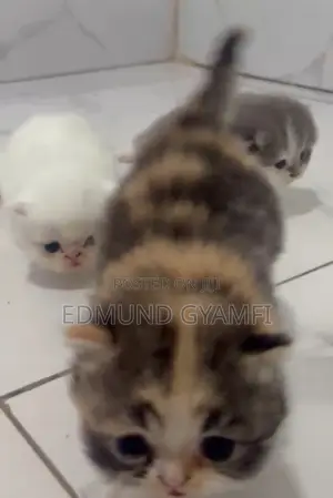 1-3 months Female Purebred Persian
