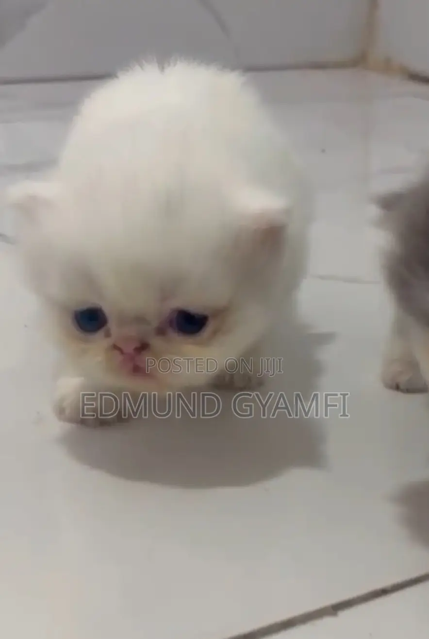 1-3 months Male Purebred Persian