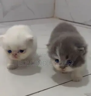 1-3 months Male Purebred Persian