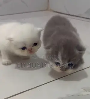 1-3 months Male Purebred Persian