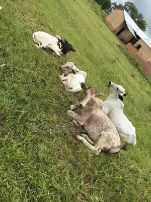 Nasarah Animals
