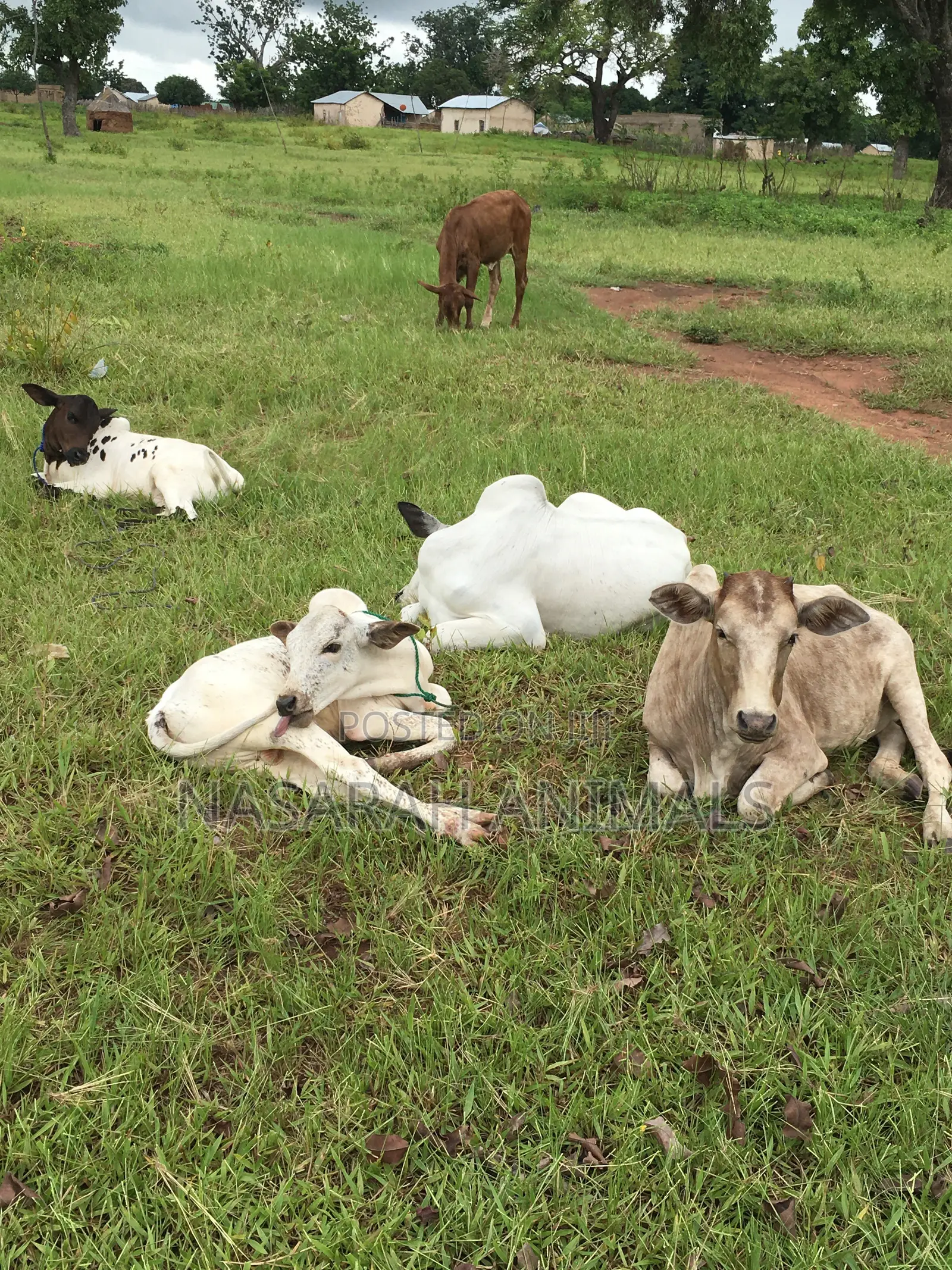 Nasarah Animals