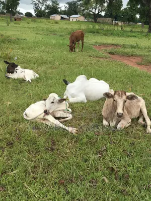 Nasarah Animals