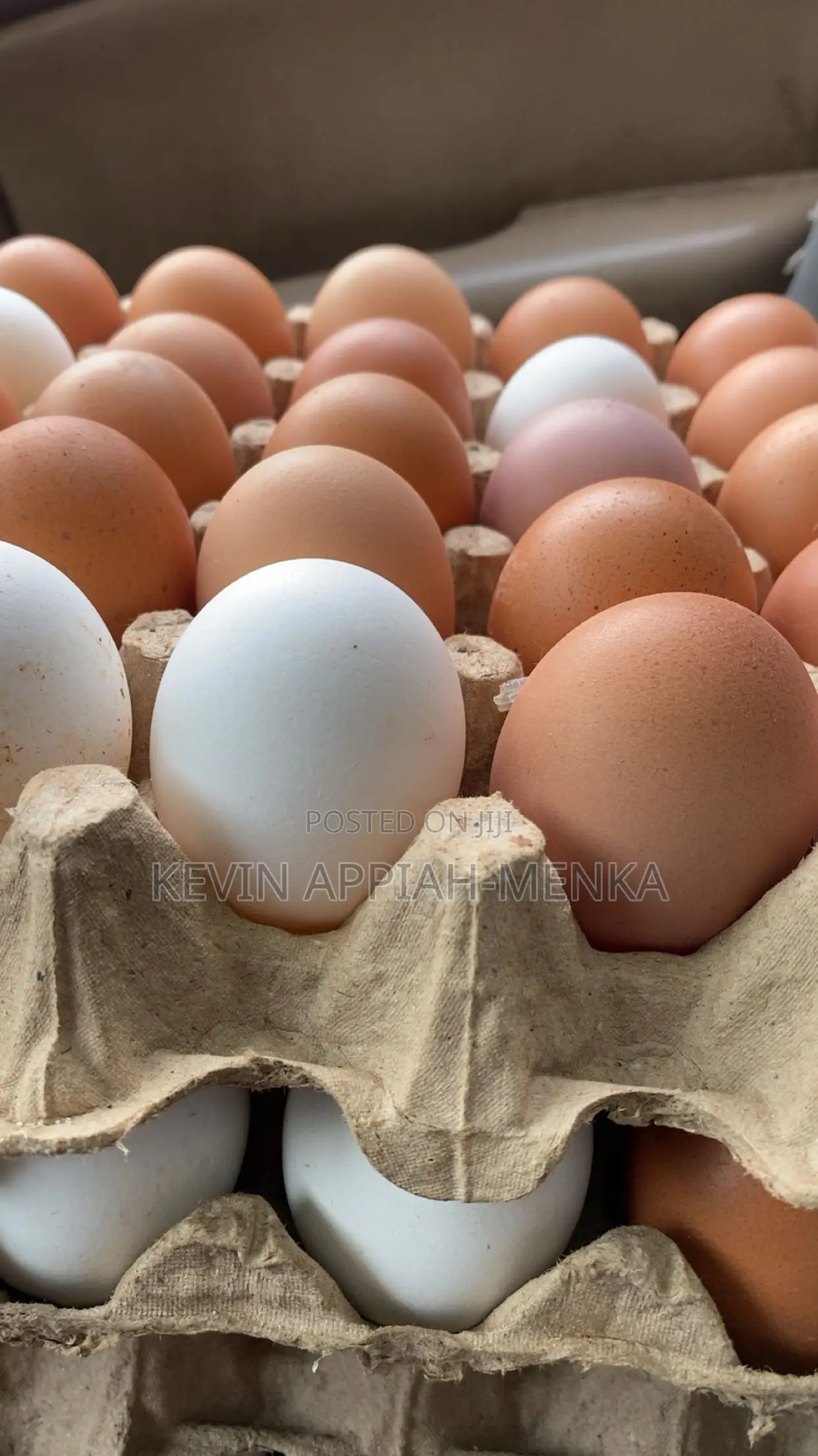 Fresh Farm Eggs – Wholesale Prices | Apino Farms