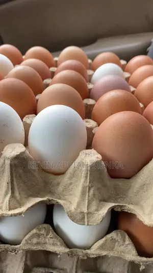Fresh Farm Eggs – Wholesale Prices | Apino Farms