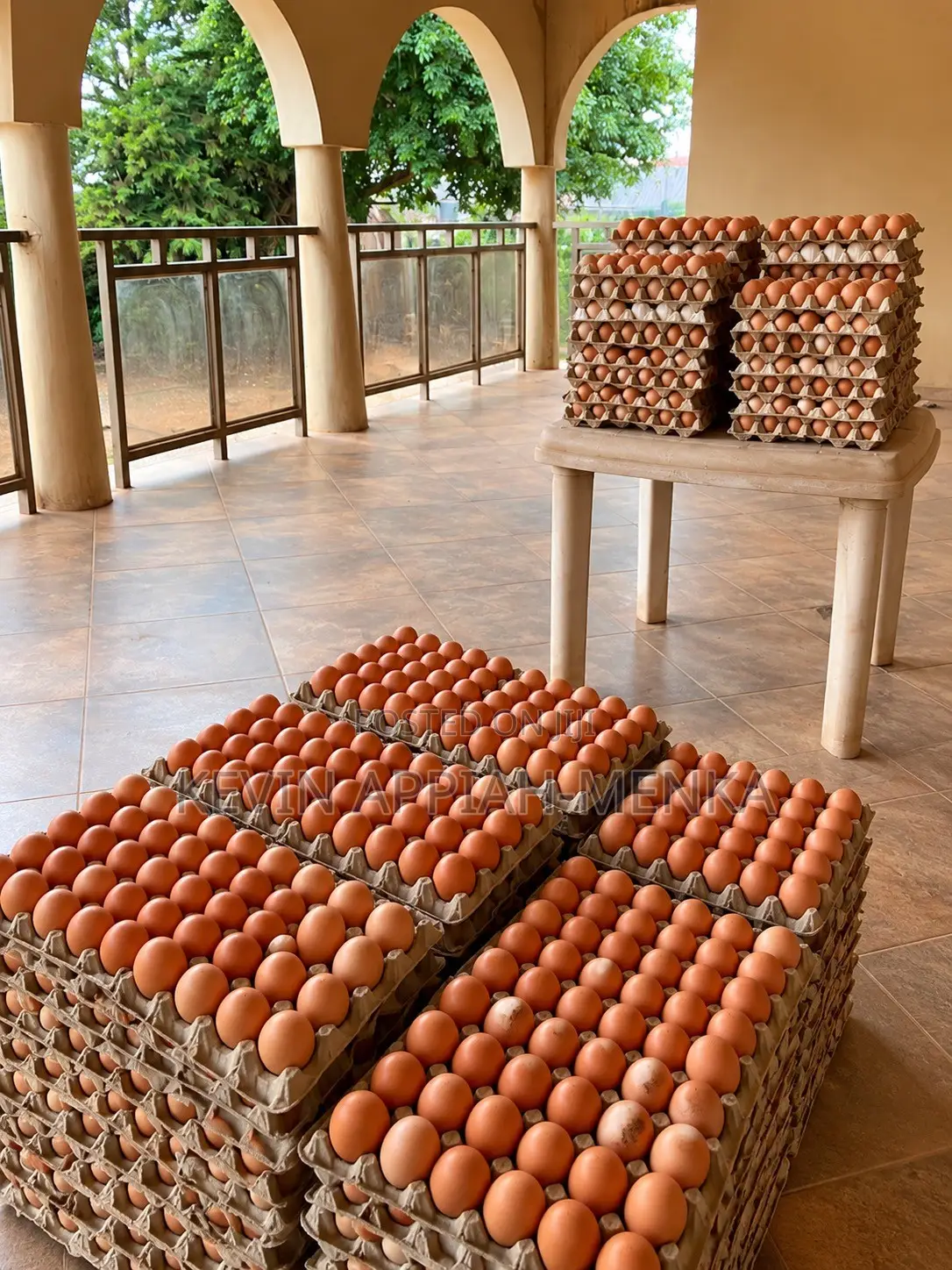 Fresh Farm Eggs – Wholesale Prices | Apino Farms