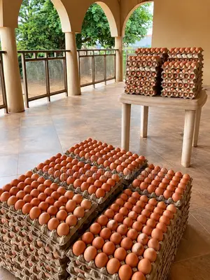 Fresh Farm Eggs – Wholesale Prices | Apino Farms
