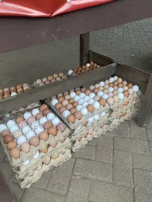 Fresh Farm Eggs – Wholesale Prices | Apino Farms