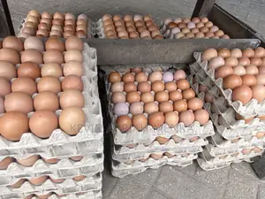 Fresh Farm Eggs – Wholesale Prices | Apino Farms