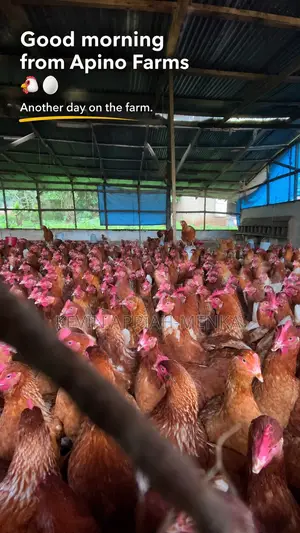 Fresh Farm Eggs – Wholesale Prices | Apino Farms