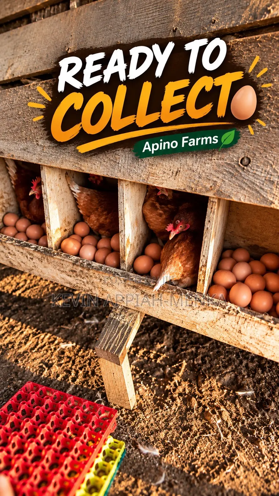 Fresh Farm Eggs – Wholesale Prices | Apino Farms