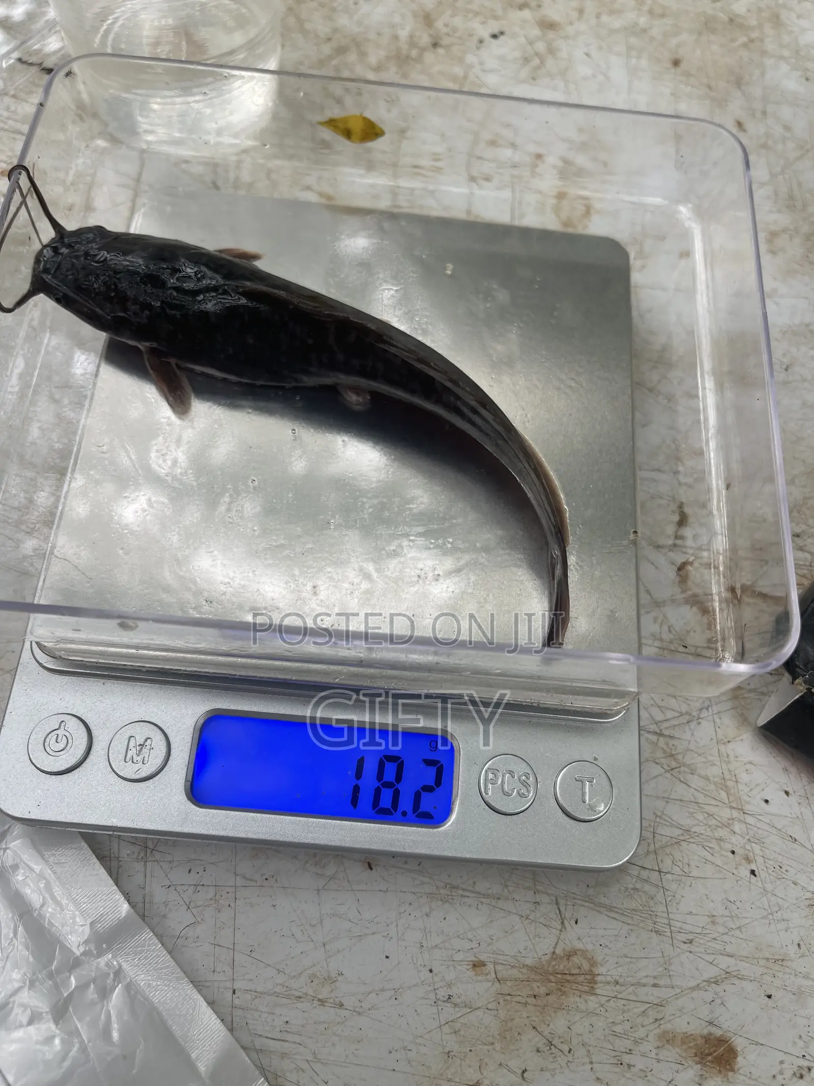 Catfish Fingerlings