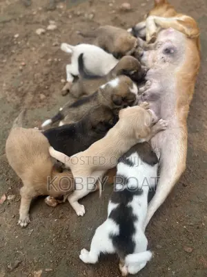 1-3 months Male Purebred Mongrel (No Breed)
