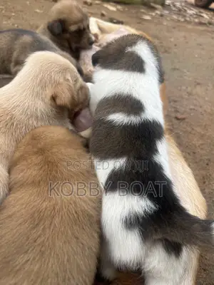 1-3 months Male Purebred Mongrel (No Breed)