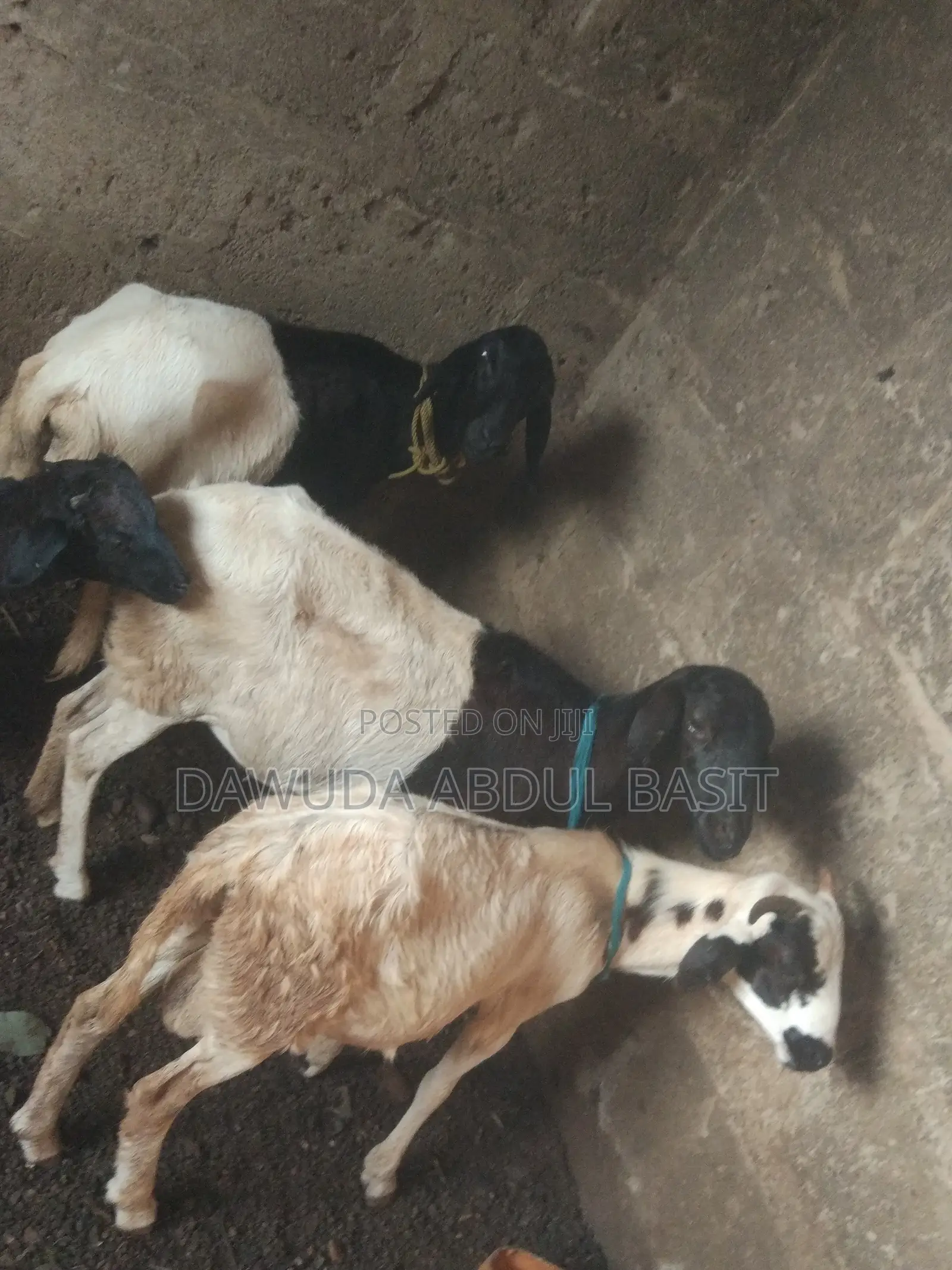 The Animals Seller