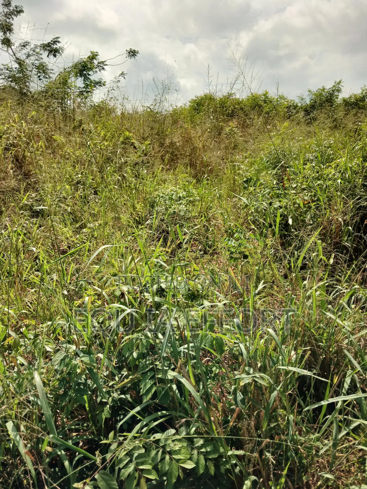 Residential and Farming Lands in Ho for Sale