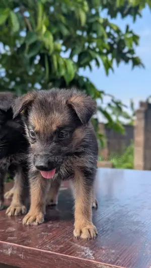 1-3 months Female Purebred German Shepherd