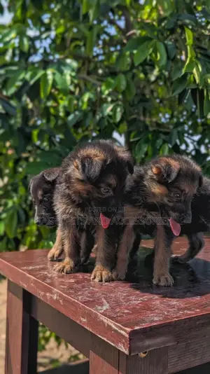 1-3 months Female Purebred German Shepherd