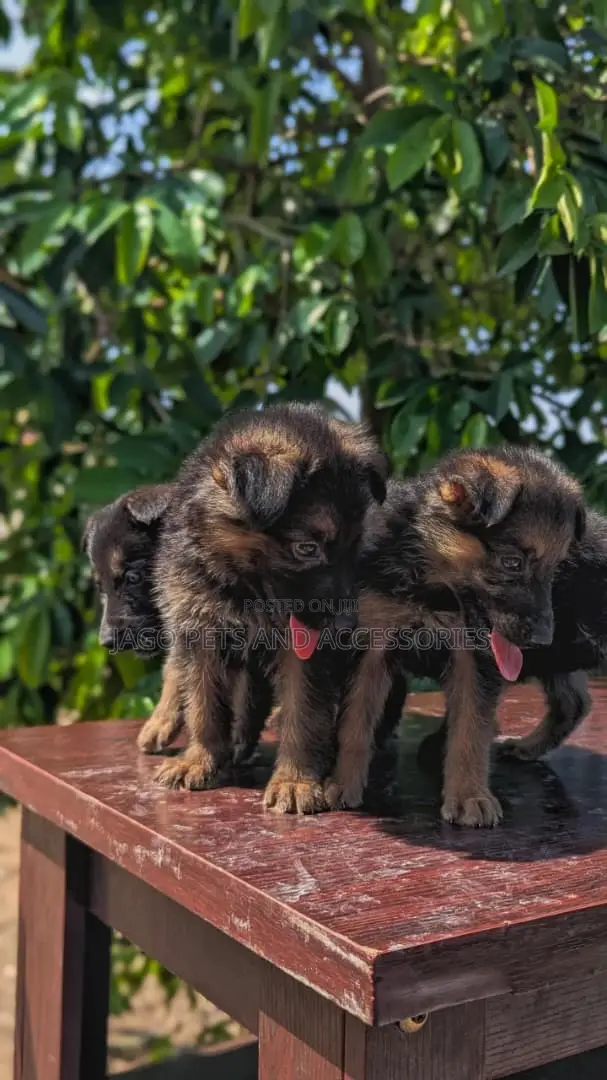 1-3 months Female Purebred German Shepherd