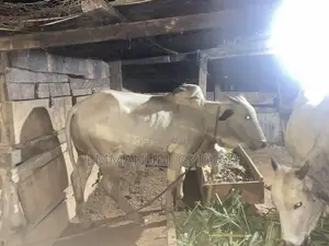 Strong Male Cow