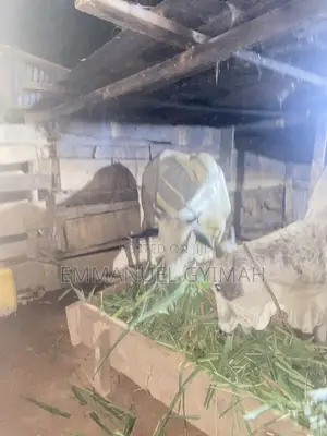 Strong Male Cow