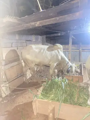 Strong Male Cow